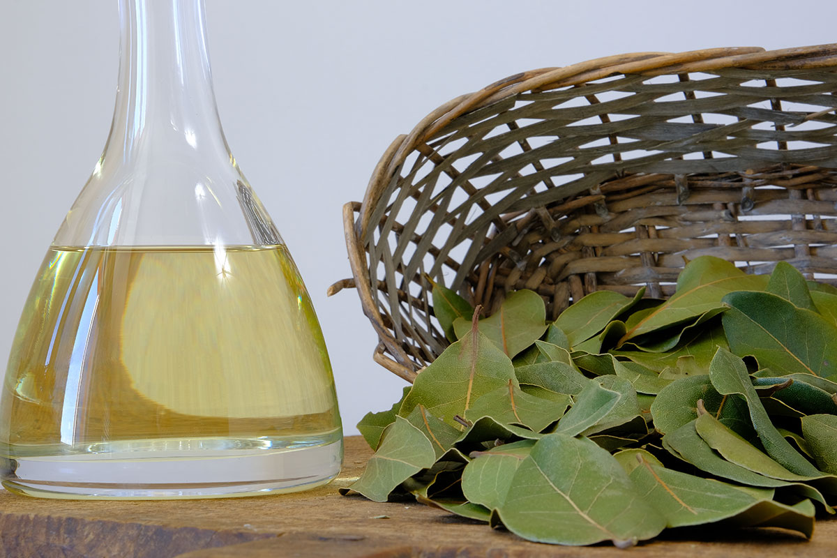 laurel leaf eseential oil